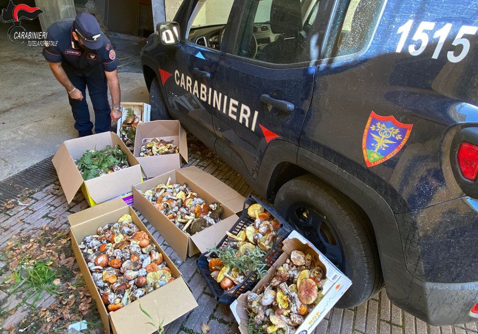 Montalto Uffugo, sequestrati oltre 70 kg di funghi epigei, numerose le sanzioni