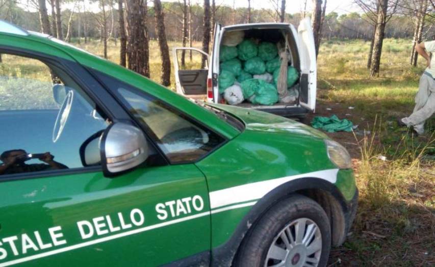 Furto di strobili. Cinque operai rumeni denunciati tra Castrovillari e Morano