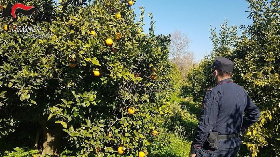 Corigliano. Agrumeti abusivi, altri quattro indagati