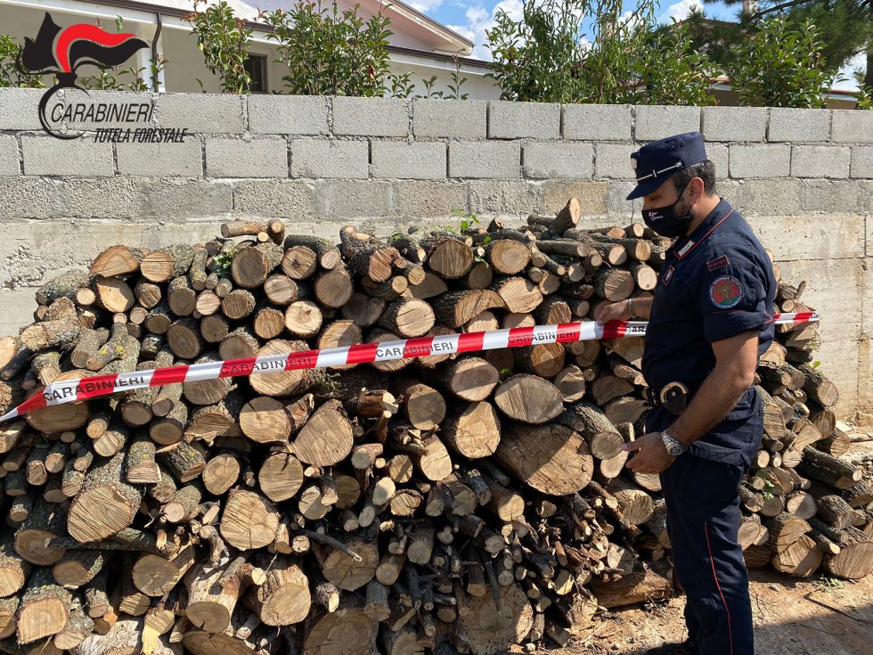 Montalto Uffugo. Quattro denunce per appropriazione indebita di legname da bosco comunale