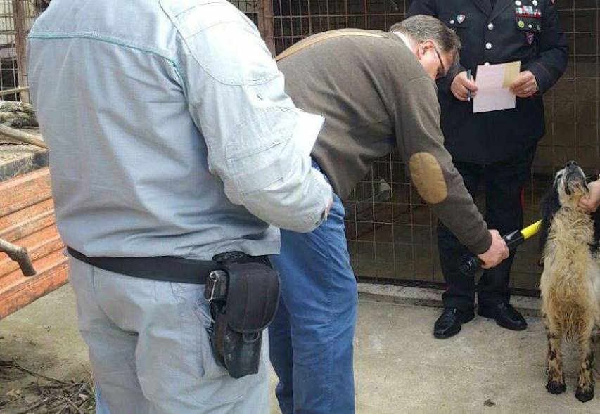 Maltrattamento di animali, tre denunce dei Carabinieri Parchi