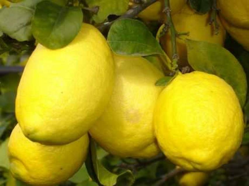 Il limone Igp di Rocca Imperiale alla Fiera di Verona