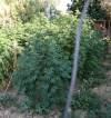 La cannabis sequestrata