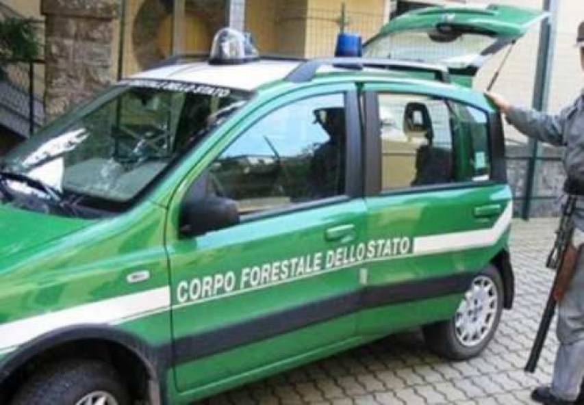 Utilizzazioni boschive, il Cfs denuncia due persone