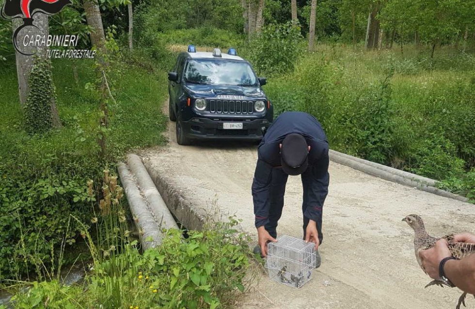 Denunciata una persona a San Lorenzo per detenzione illegale di cardellini