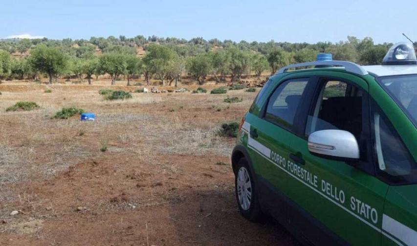 Tagliate abusivamente 150 piante di ulivo, sanzionato castrovillarese