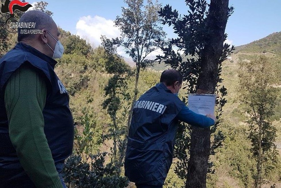 Malvito, sequestrato bosco per abusivismo edilizio e danno ambientale