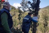 Malvito, sequestrato bosco per abusivismo edilizio e danno ambientale