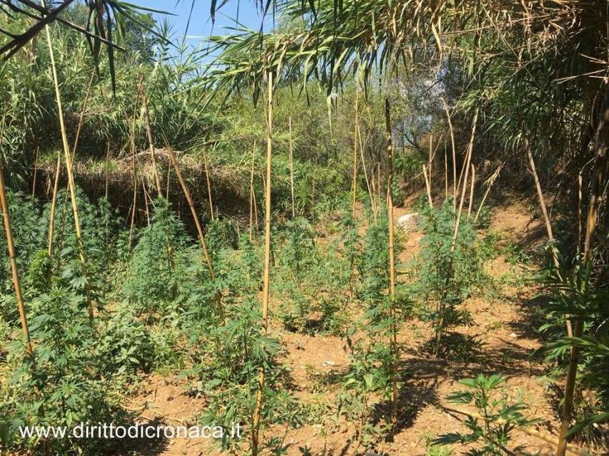 Trovata piantagione di marijuana a Tarsia, arrestato 37enne di San Lorenzo