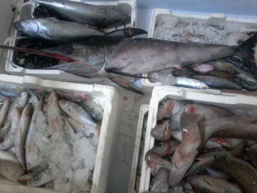 Sequestrato oltre mezzo quintale di pesce nocivo dalla Finanza