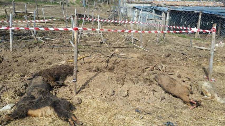 Due denunce a San Donato di Ninea per smaltimento illecito di carcasse animali