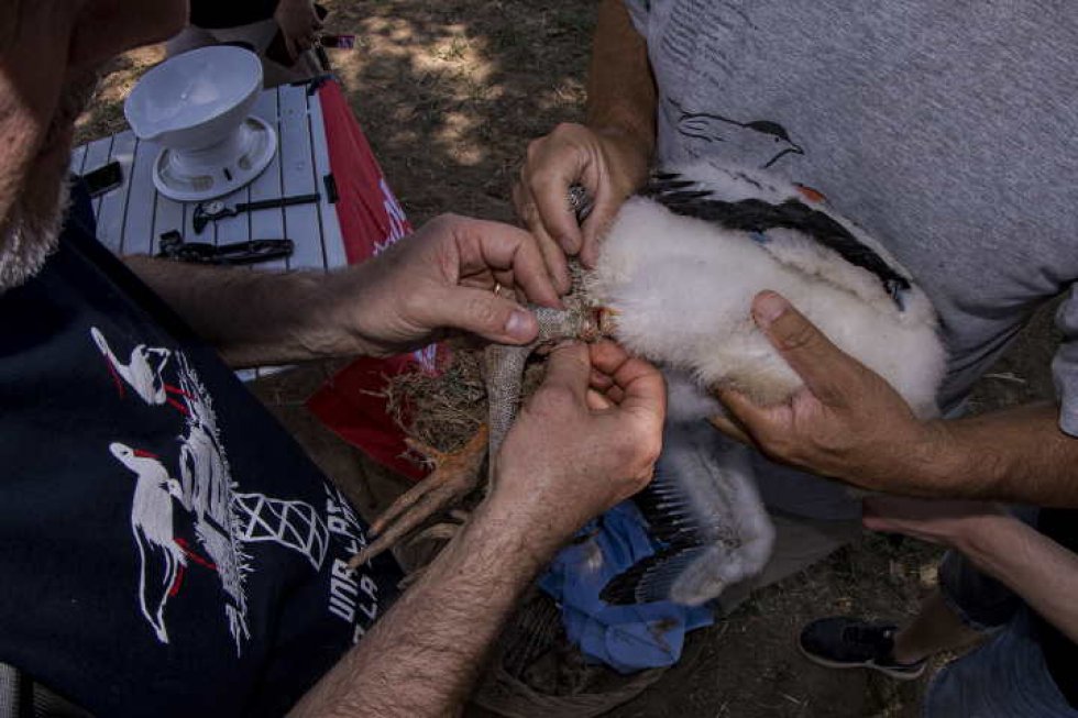 Il pullo incagliato nella plastica soccorso dai volontari della Lipu