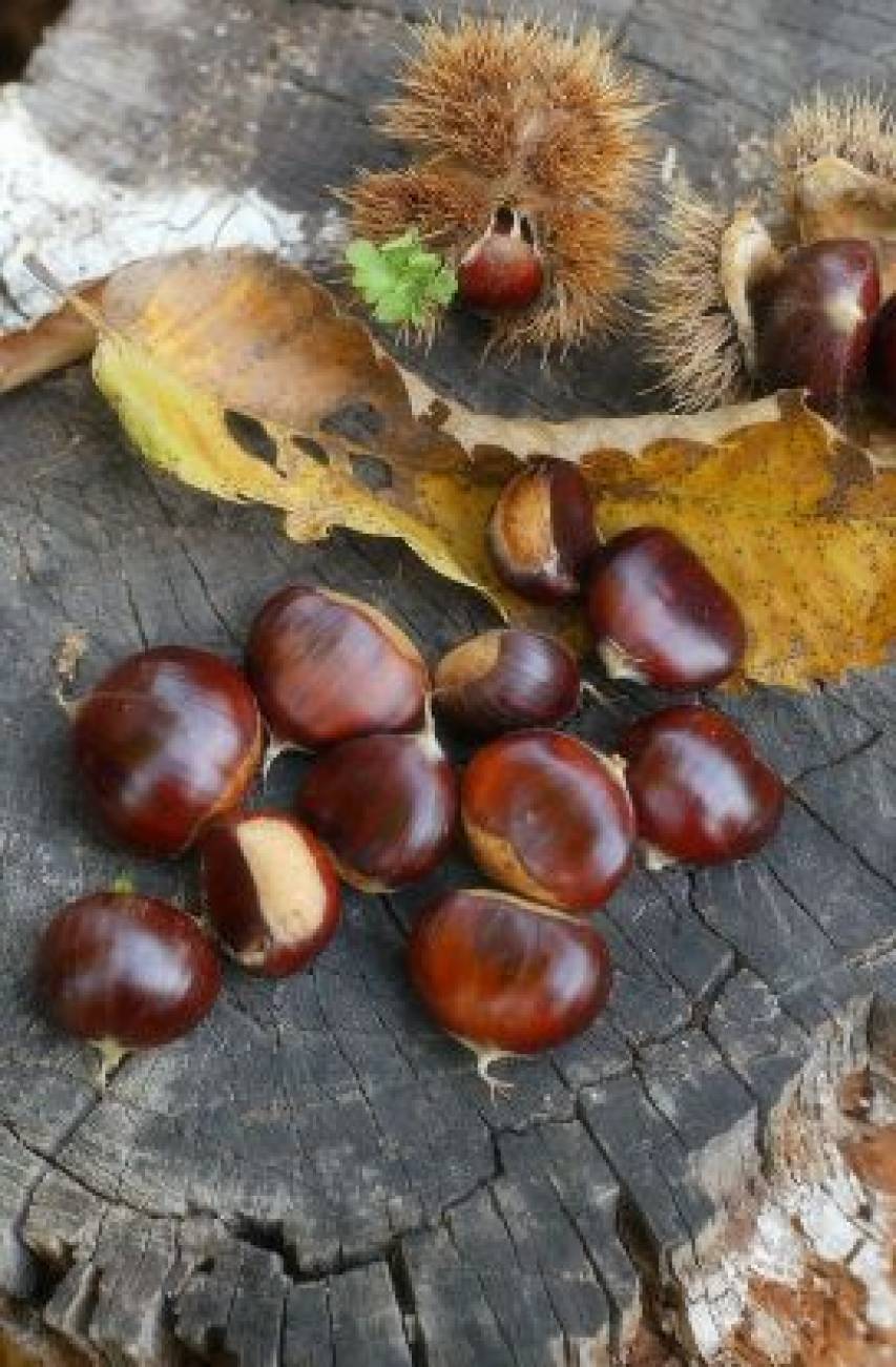 Le buonissime castagne dell'Esaro 