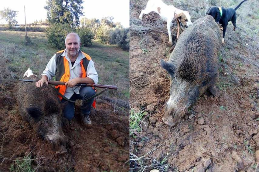 Cinghiale da record abbattuto tra le montagne di Mongrassano