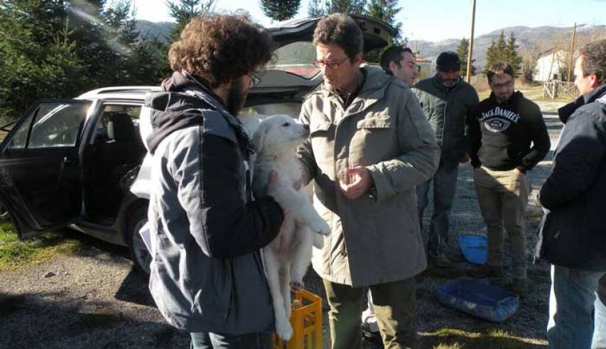 L&#039;arrivo dei cagnolini antilupo