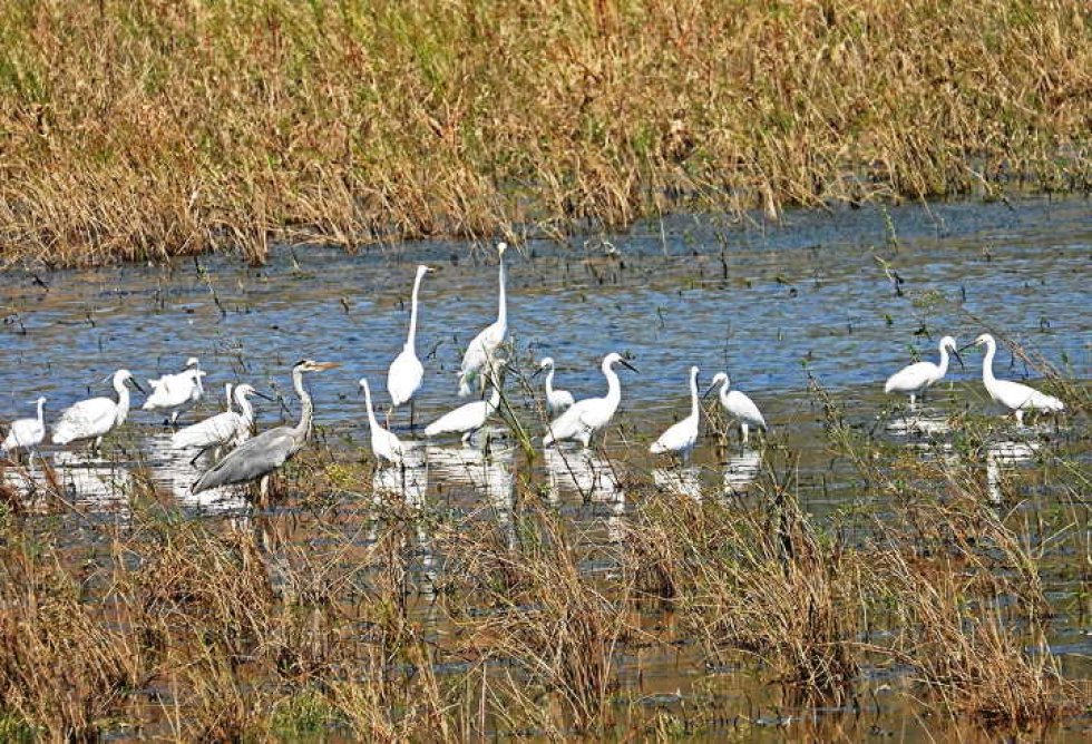 Aironi e Garzette nella riserva naturale 