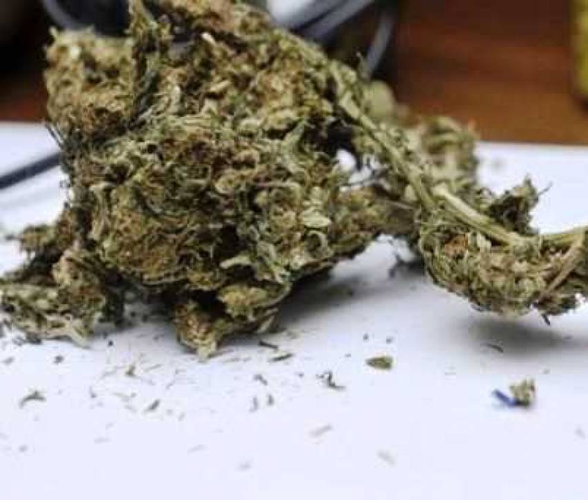 Segnalazioni in Prefettura per marijuana a Mottafollone