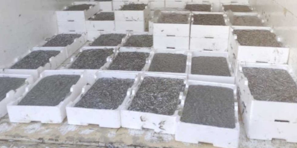 Sequestrato carico illegale di bianchetto dalla Guardia di Finanza