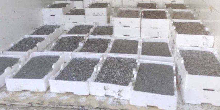 Sequestrato carico illegale di bianchetto dalla Guardia di Finanza