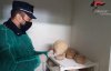 S. Lorenzo del  Vallo, sequestrati oltre tre quintali di prodotti caseari