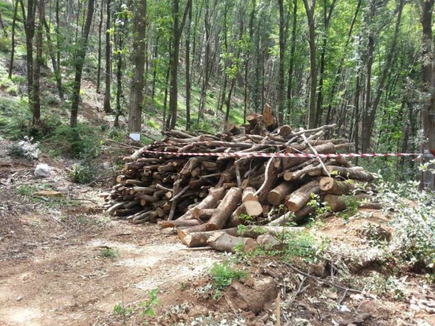 Posta sotto sequestro area boscata a San Sosti