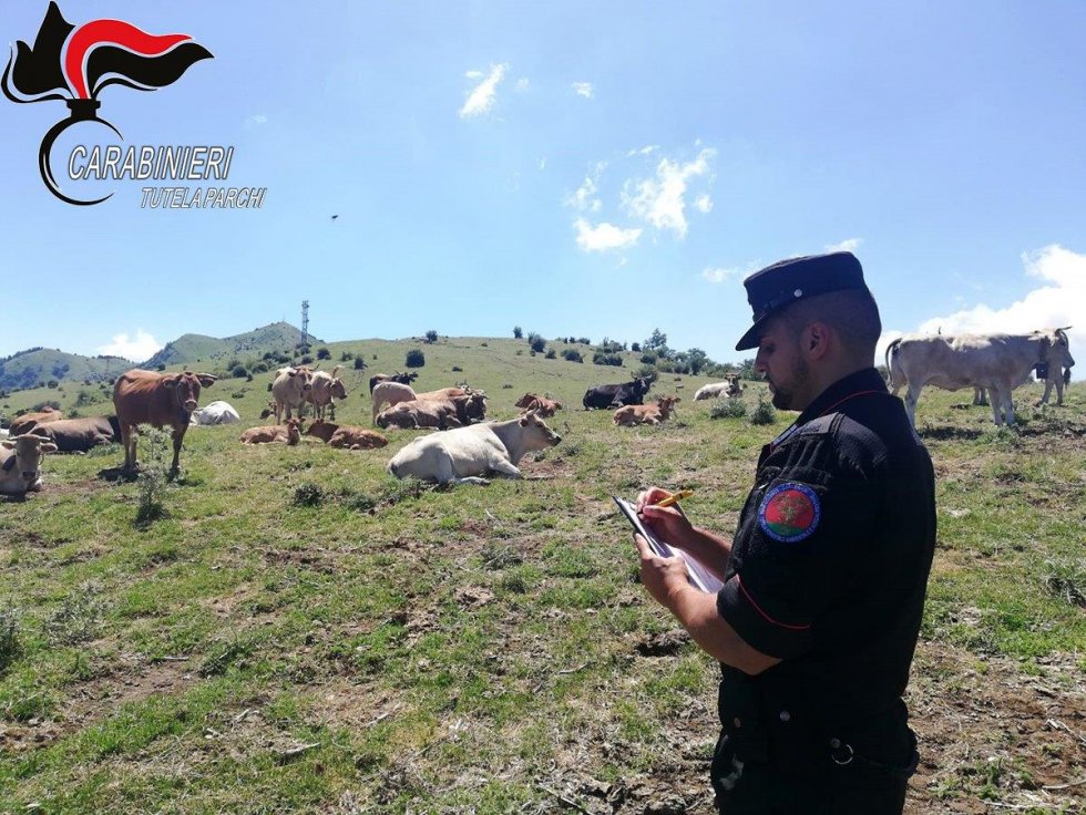 Parco del Pollino: controlli sui pascoli, elevate sanzioni