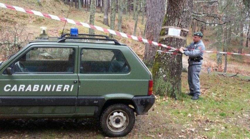 Sequestrata area boscata di Calabria Verda: 3mila piante tagliate abusivamente