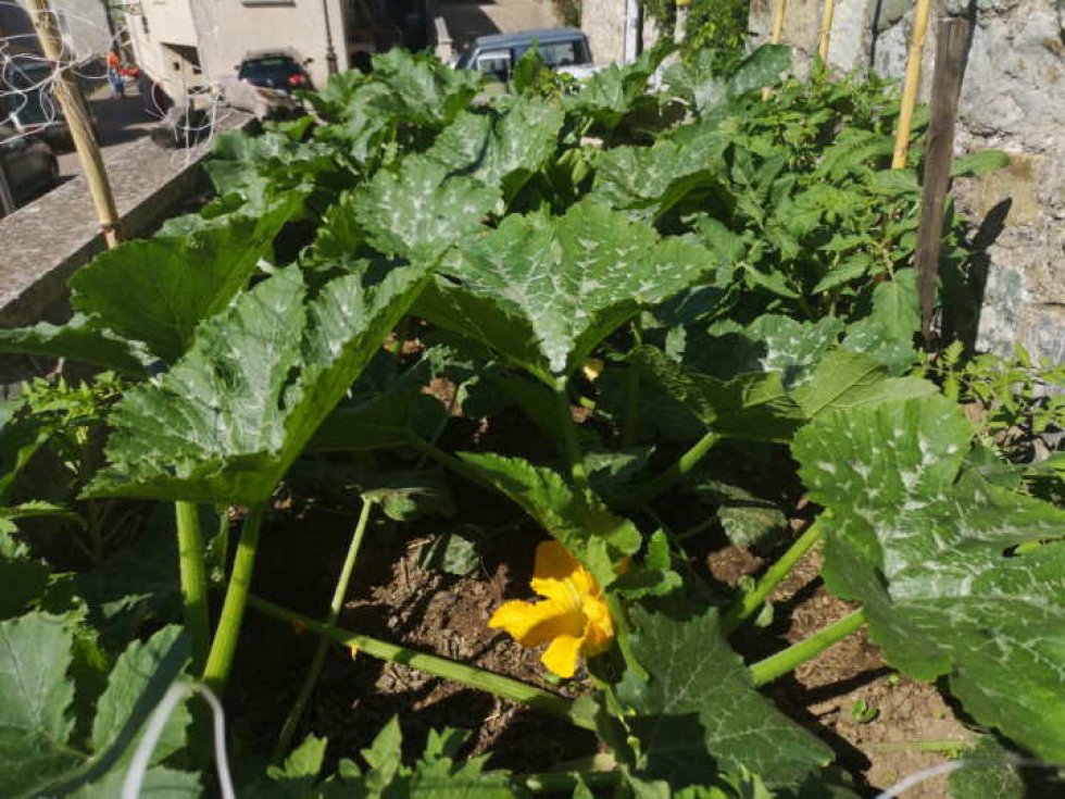 L&#039;orto di quartiere a Mongrassano