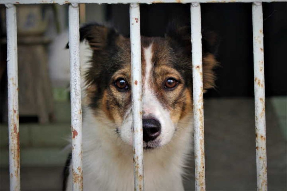 Un cane rinchiuso in un canile