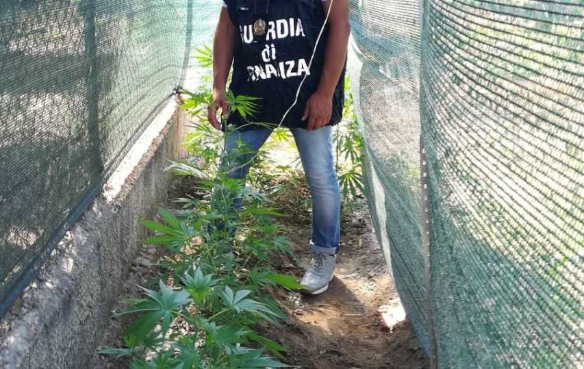 Coltivava marijuana nel giardino di casa, arrestato 40enne