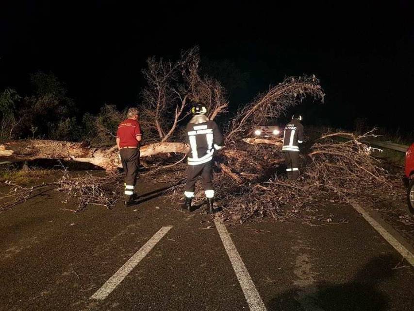 Pioggia e vento causano abbattimento di due pini a Trebisacce