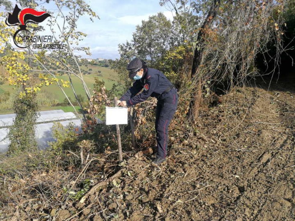 Uno dei sequestri effettuati dai CC Forestali 