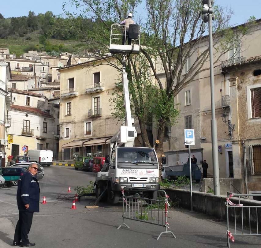 Abbattuto per motivi di sicurezza l’olmo di Piazza Maddalena