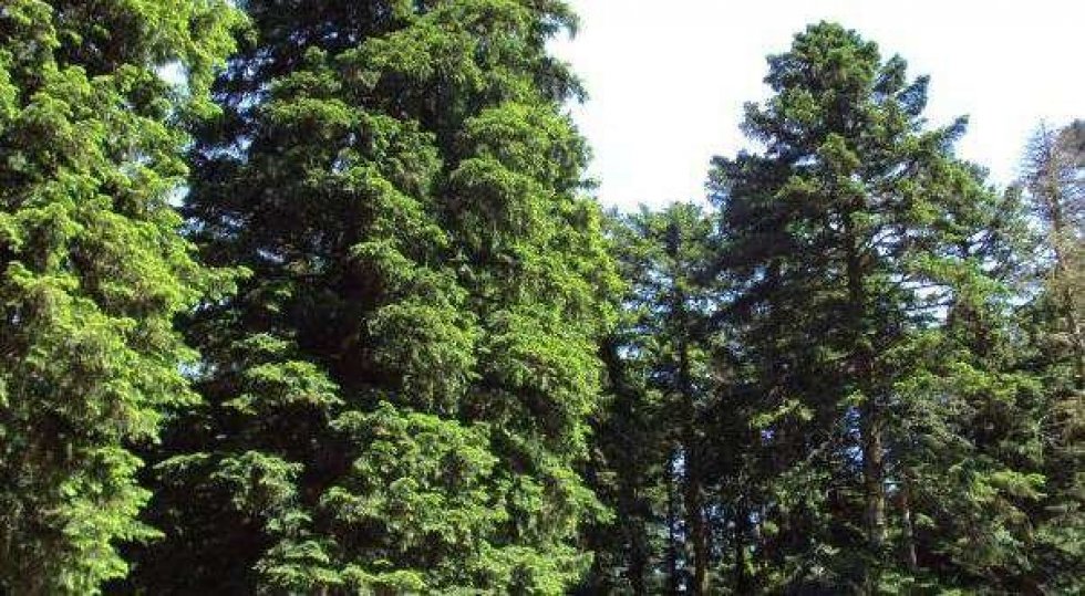 Fagnano, un bosco nel territorio