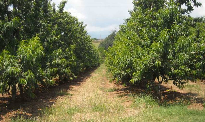 La frutticoltura di qualità della Piana di Sibari secondo l'Arsac