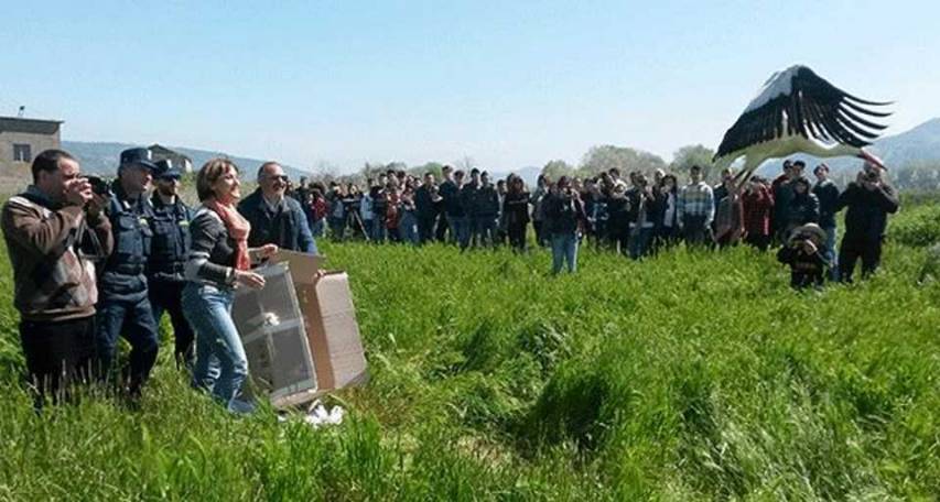 Reimmessa in natura una cicogna bianca nella riserva del lago di Tarsia