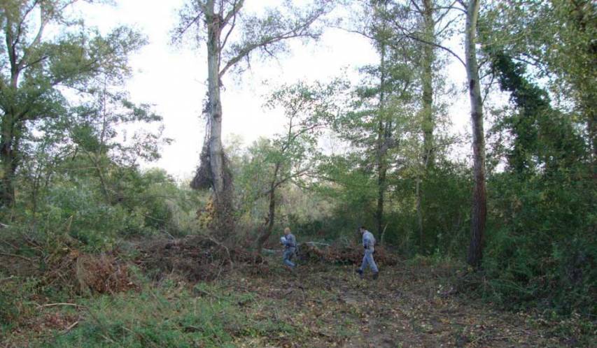 Deferito a Lattarico per furto di legna