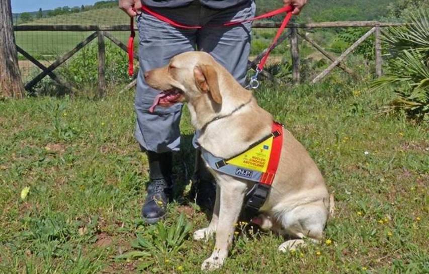 Presentato Thor, il labrador antiveleno del Parco del Pollino