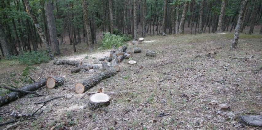 Sorpreso dai carabinieri a tagliare abusivamente alcuni alberi: arrestato